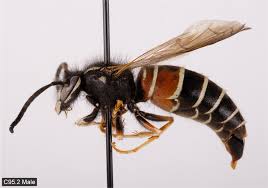 Attēlu rezultāti vaicājumam “Vespula rufa”