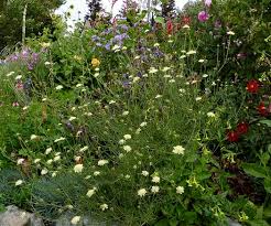 Attēlu rezultāti vaicājumam “Scabiosa ochroleuca”