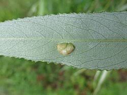 Attēlu rezultāti vaicājumam “Pontania proxima”