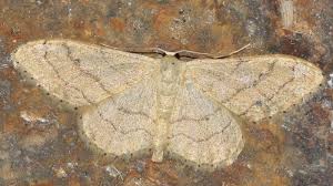 Attēlu rezultāti vaicājumam “Idaea aversata”