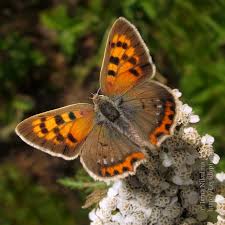 Attēlu rezultāti vaicājumam “Lycaena phlaeas”