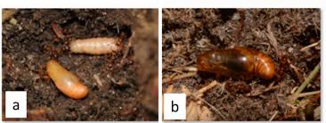 Attēlu rezultāti vaicājumam “Maculinea alcon eggs”