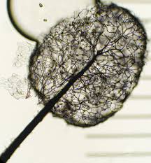 Attēlu rezultāti vaicājumam “Comatricha ellae spores”