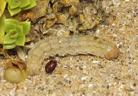 Attēlu rezultāti vaicājumam “Agrotis ripae”