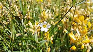 Attēlu rezultāti vaicājumam “Linum catharticum flower”