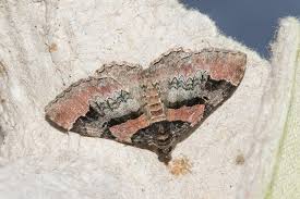 Attēlu rezultāti vaicājumam “Catarhoe rubidata”