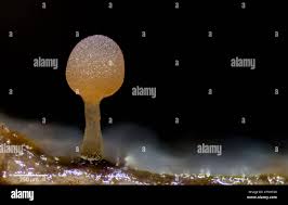 Attēlu rezultāti vaicājumam “Trichia sp.”