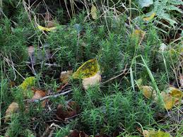 Attēlu rezultāti vaicājumam “Polytrichum commune var. perigoniale”