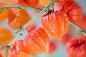 Attēlu rezultāti vaicājumam “Physalis alkekengi flower”