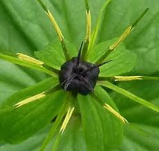 Attēlu rezultāti vaicājumam “Paris quadrifolia flower”