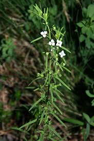 Attēlu rezultāti vaicājumam “Thesium alpinum”