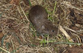 Attēlu rezultāti vaicājumam “Microtus agrestis”