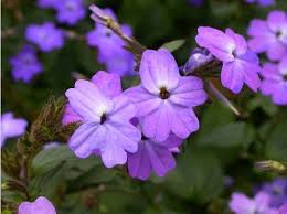 Image result for Browallia speciosa