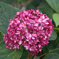 Attēlu rezultāti vaicājumam “Hydrangea arborescens flower”