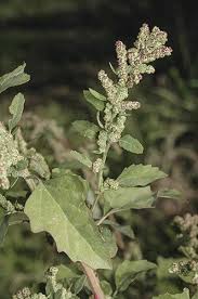 Image result for Chenopodium album