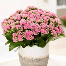 Image result for Kalanchoe blossfeldiana