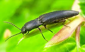 Attēlu rezultāti vaicājumam “Ectinus aterrimus”