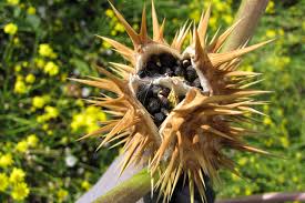 Attēlu rezultāti vaicājumam “Datura stramonium fruit”