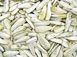 Attēlu rezultāti vaicājumam “Helianthus annuus fruit”