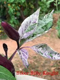 Afbeeldingsresultaat voor biker billy jalapeno hot pepper