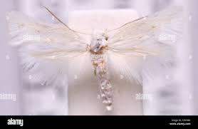 Attēlu rezultāti vaicājumam “Elachistidae”