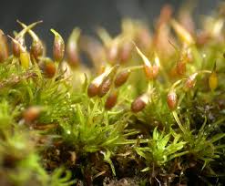 Attēlu rezultāti vaicājumam “Weissia squarrosa”