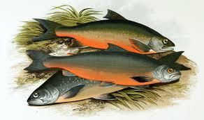 Image result for Salvelinus alpinus