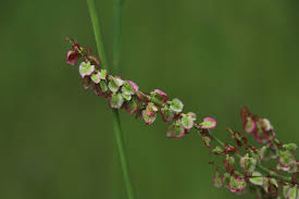 Attēlu rezultāti vaicājumam “Rumex acetosa bud”