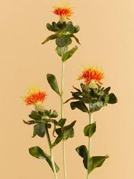 Image result for Carthamus tinctorius