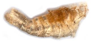 Attēlu rezultāti vaicājumam “Pelurga comitata”