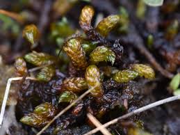 Attēlu rezultāti vaicājumam “Scorpidium revolvens”