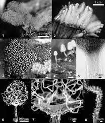 Attēlu rezultāti vaicājumam “Arcyria denudata spores”