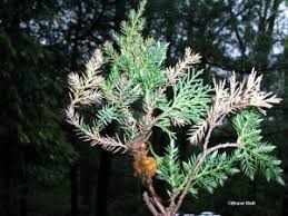 Attēlu rezultāti vaicājumam “Gymnosporangium sp.”