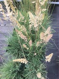 Attēlu rezultāti vaicājumam “Koeleria glauca flower”