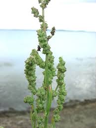 Attēlu rezultāti vaicājumam “Atriplex calotheca”