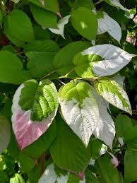 Attēlu rezultāti vaicājumam “Actinidia kolomikta”