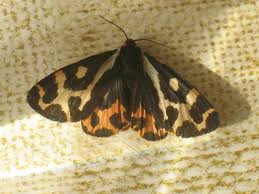 Attēlu rezultāti vaicājumam “Parasemia plantaginis male”