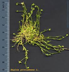 Attēlu rezultāti vaicājumam “Sagina procumbens fruit”