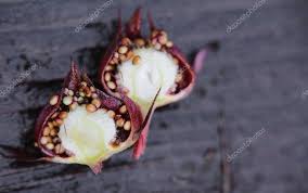 Attēlu rezultāti vaicājumam “Comarum palustre fruit”