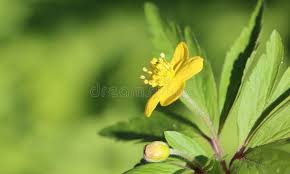Attēlu rezultāti vaicājumam “Anemone ranunculoides bud”