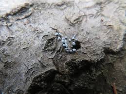 Attēlu rezultāti vaicājumam “Physarum ovisporum spores”