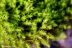 Attēlu rezultāti vaicājumam “Barbula”