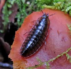 Attēlu rezultāti vaicājumam “Cystiphora sanguinea larva”