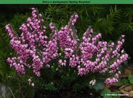 Attēlu rezultāti vaicājumam “Erica x darleyensis”