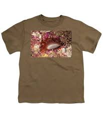 Attēlu rezultāti vaicājumam “Physarum bivalve young”