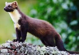 Attēlu rezultāti vaicājumam “Martes foina”