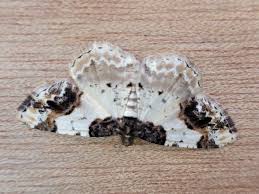 Attēlu rezultāti vaicājumam “Ligdia adustata”