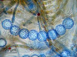 Attēlu rezultāti vaicājumam “Lamprospora tortulae-ruralis”