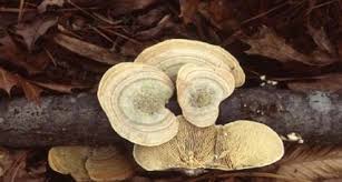 Attēlu rezultāti vaicājumam “Lenzites betulina”