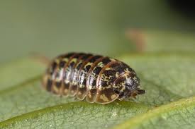 Attēlu rezultāti vaicājumam “Armadillidium pulchellum”